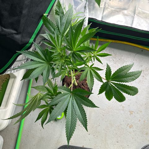 CxLAZ #16 50.72g growlog timeline photo