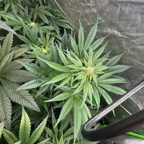 CxLAZ #16 50.72g growlog photo: Stacking nice and smells fruity 