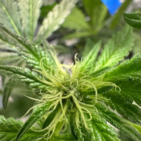 CxLAZ #16 50.72g growlog photo: Pollenated bud site