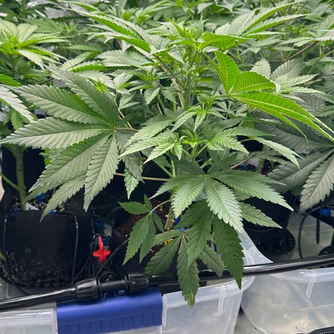 CxLAZ #16 50.72g growlog timeline photo