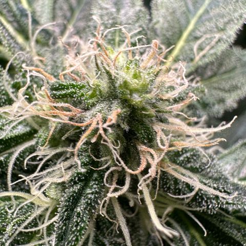 CxLAZ #15 52g growlog timeline photo