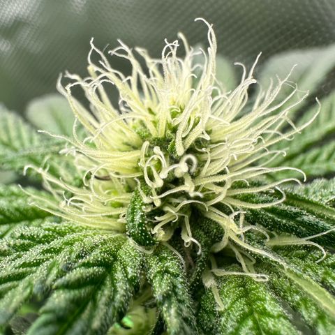 Misc x (LA Kush x Zkittles) #34 15.68g growlog timeline photo