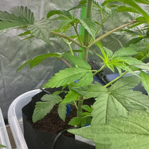 CxLAZ #16 50.72g growlog timeline photo