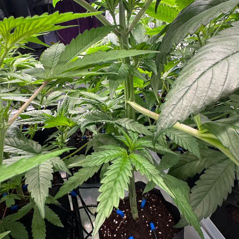 CxLAZ #16 50.72g growlog timeline photo