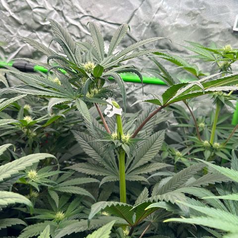 CxLAZ #16 50.72g growlog timeline photo