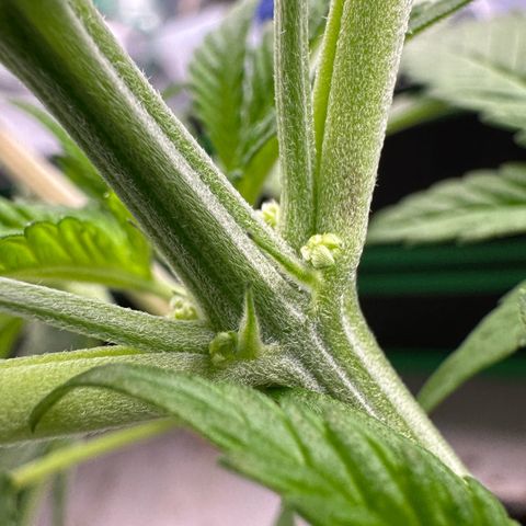 CxLAZ #16 50.72g growlog photo: Lollipoped