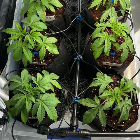 Misc x (LA Kush x Zkittles) #26 60.7g growlog timeline photo
