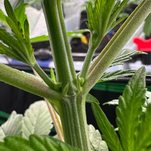 CxLAZ #16 50.72g growlog photo: Lollipoped