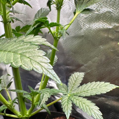 Auto Think Different  #3 growlog timeline photo