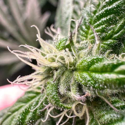 Misc x (LA Kush x Zkittles) #35 28.55g growlog timeline photo
