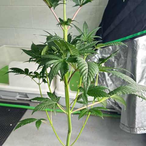 CxLAZ #16 50.72g growlog timeline photo