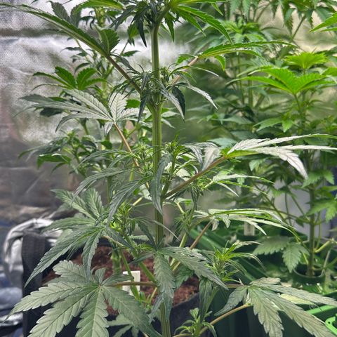 Auto Think Different  #1 growlog timeline photo