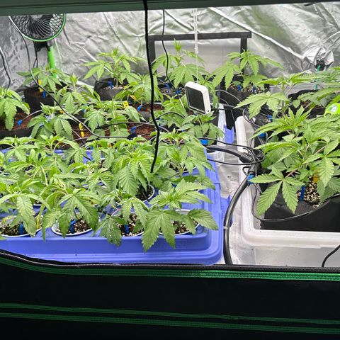 Misc x (LA Kush x Zkittles) #26 60.7g growlog timeline photo