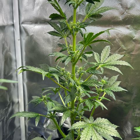 Auto Think Different  #3 growlog timeline photo
