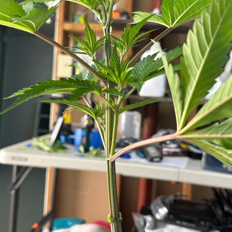 CxLAZ #16 50.72g growlog photo: Lollipoped