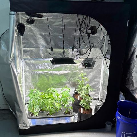 Shaman growlog photo: Setup 2x4 and moved plants around.