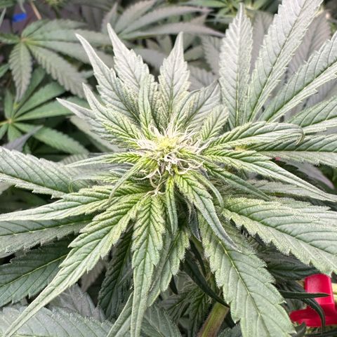 CxLAZ #03 45.52g growlog timeline photo