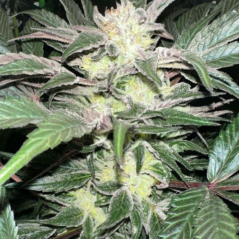 CxLAZ #16 50.72g growlog timeline photo