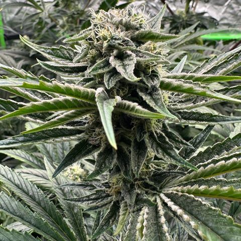 Misc x (LA Kush x Zkittles) #26 60.7g growlog timeline photo