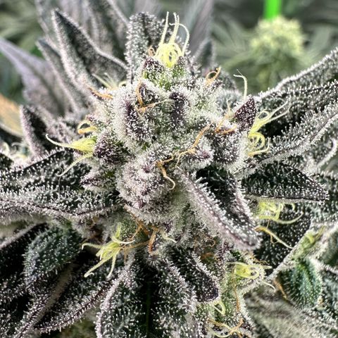 Misc x (LA Kush x Zkittles) #22 34.14g growlog timeline photo