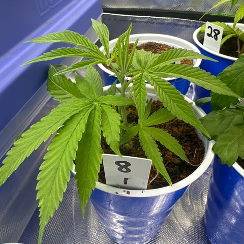 MiscxLAZ #08 C #1 growlog timeline photo