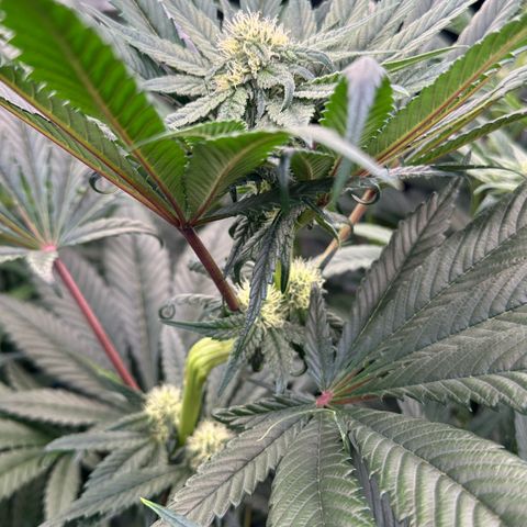Misc x (LA Kush x Zkittles) #27 33.12g growlog timeline photo