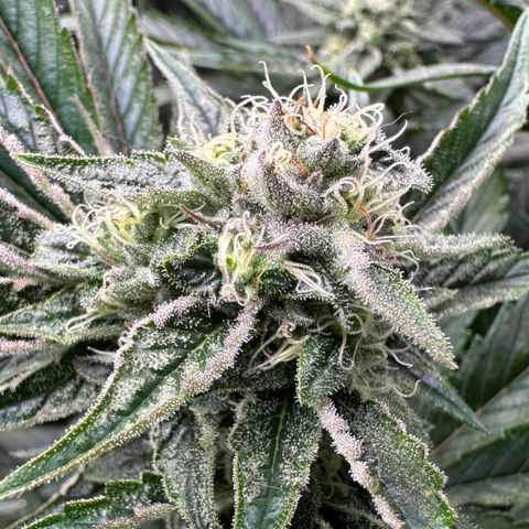 Misc x (LA Kush x Zkittles) #26 60.7g growlog timeline photo