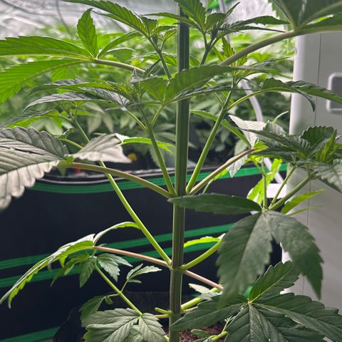 CxLAZ #16 50.72g growlog photo: Lollipoped