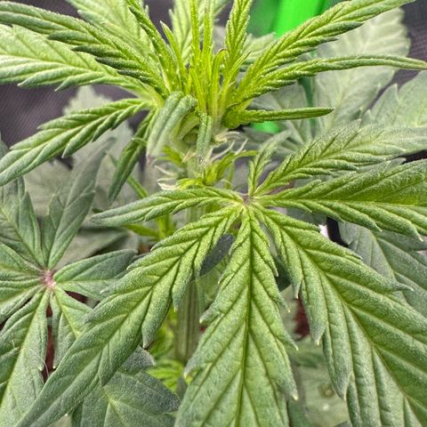 Auto Think Different  #1 growlog timeline photo