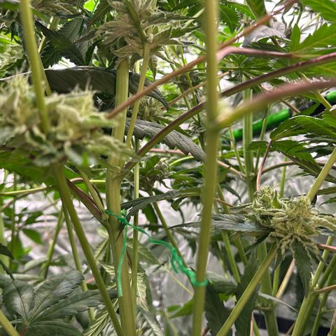 CxLAZ #06 growlog timeline photo
