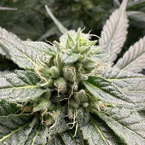 CxLAZ #06 growlog timeline photo