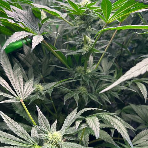 CxLAZ #20 13.7g growlog timeline photo