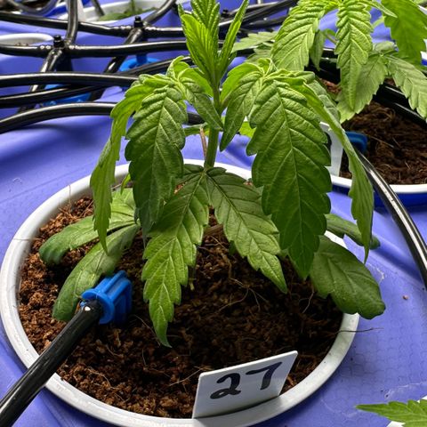 Shaman growlog timeline photo