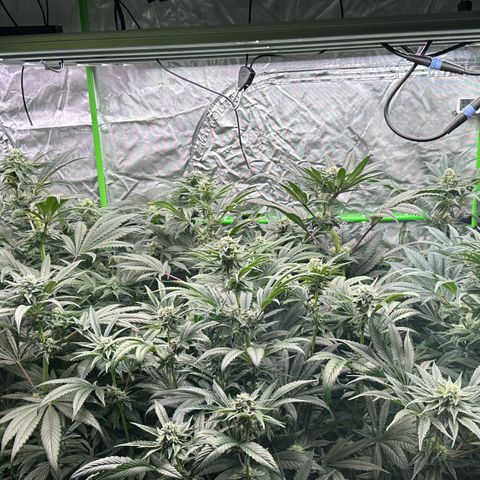 CxLAZ #16 50.72g growlog timeline photo