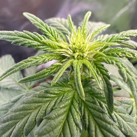 Auto Think Different  #3 growlog timeline photo