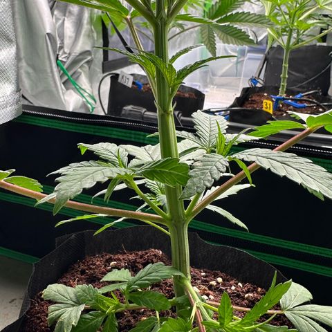 CxLAZ #16 50.72g growlog photo: Lollipoped