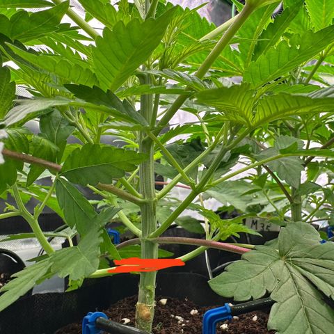 CxLAZ #16 50.72g growlog photo: Lollipoped