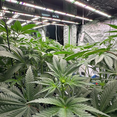 CxLAZ #16 50.72g growlog timeline photo