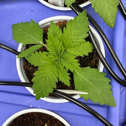 Fuel D.OG #1 Female 47.36g growlog timeline photo