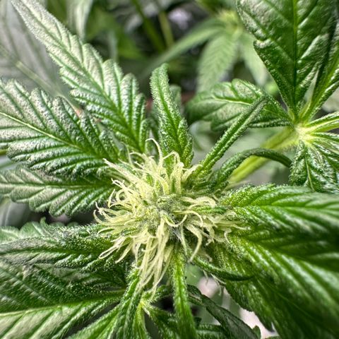 CxLAZ #16 50.72g growlog photo: Pollenated bud site