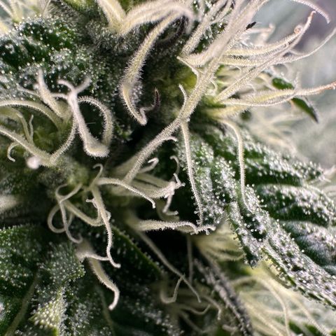 CxLAZ #24 37.13g growlog timeline photo