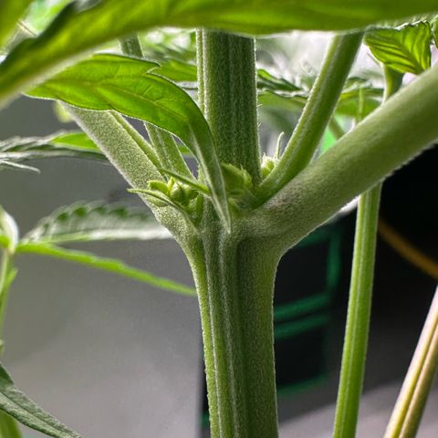 CxLAZ #16 50.72g growlog photo: Lollipoped
