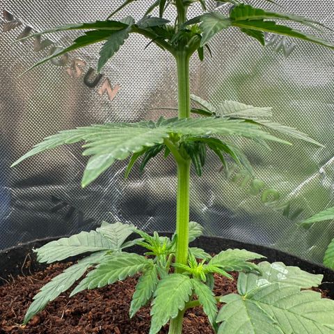 Auto Think Different  #3 growlog timeline photo