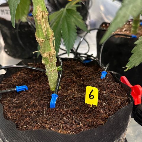 CxLAZ #06 growlog timeline photo