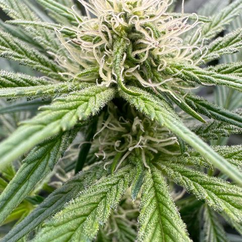Misc x (LA Kush x Zkittles) #26 60.7g growlog timeline photo