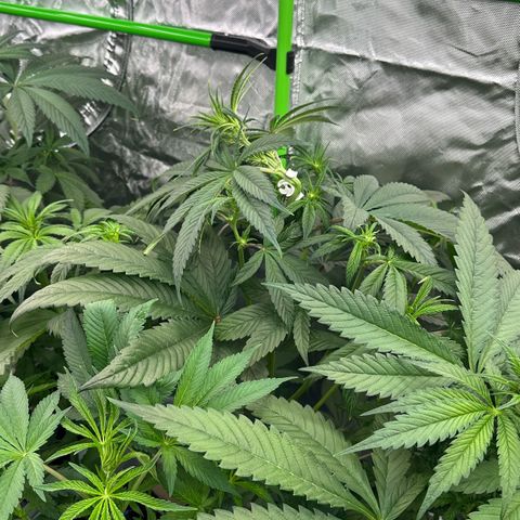 CxLAZ #16 50.72g growlog timeline photo