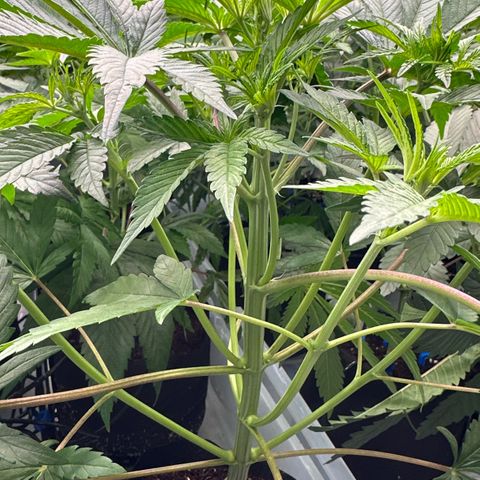 CxLAZ #16 50.72g growlog timeline photo