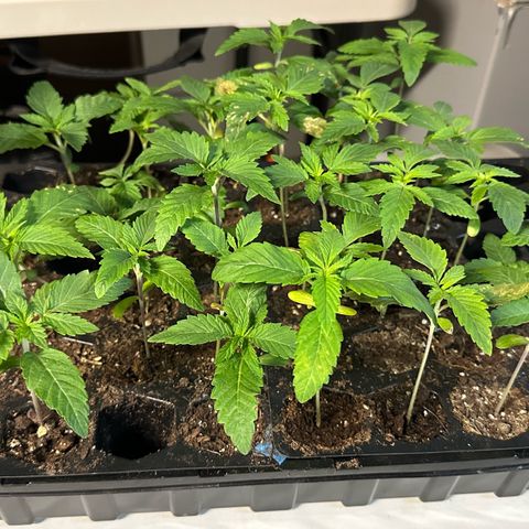 Misc x (LA Kush x Zkittles) #26 60.7g growlog photo: Transplant