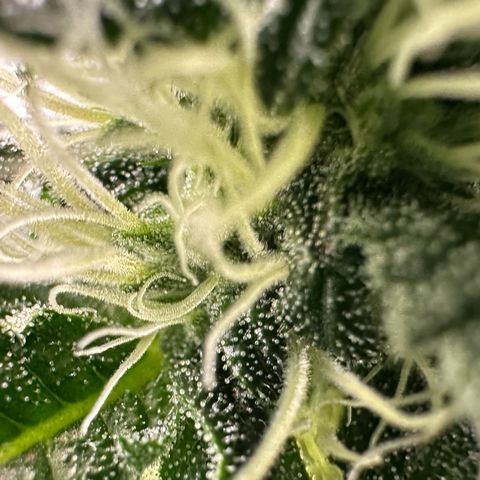 CxLAZ #15 52g growlog timeline photo