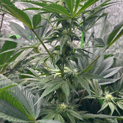 CxLAZ #16 50.72g growlog photo: Stacking nice and smells fruity 